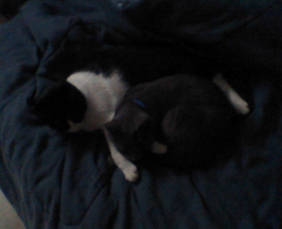 Bester And Shadow Sleeping Together