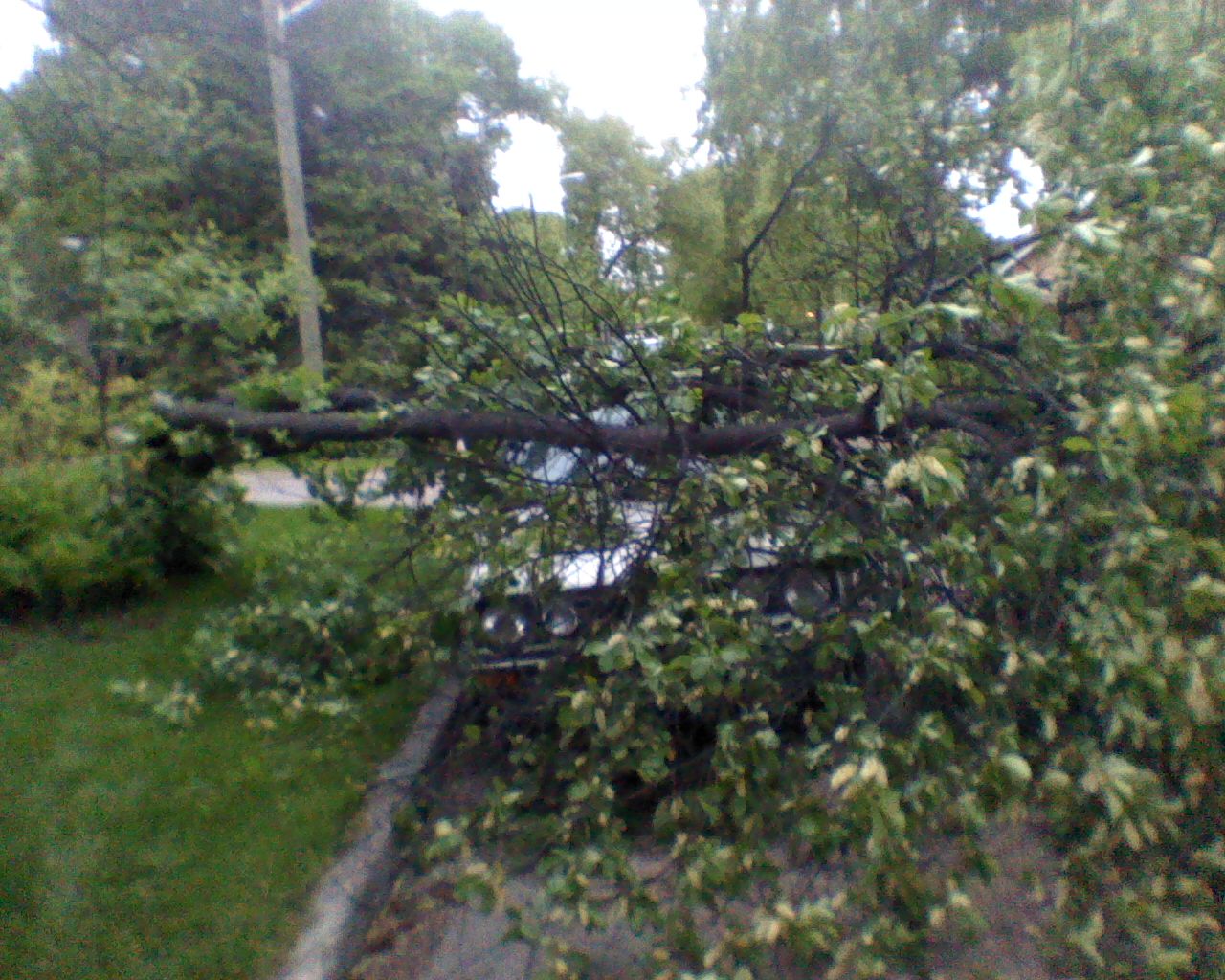 Car Hit By Tree