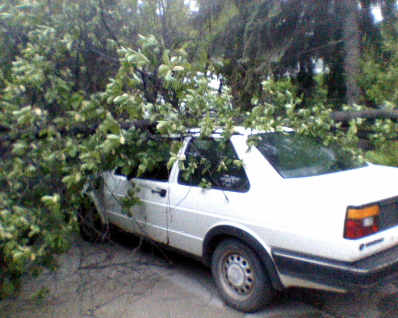 Car Hit By Tree 2