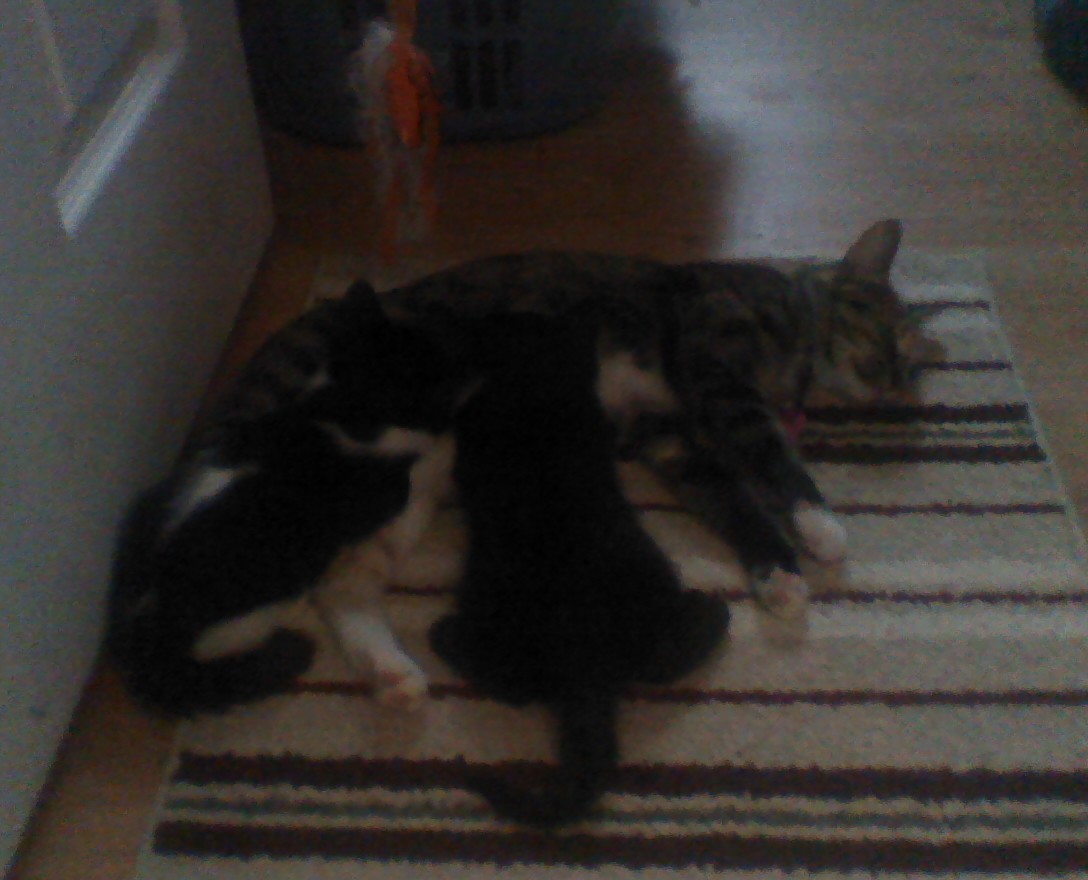 Kittens Feeding