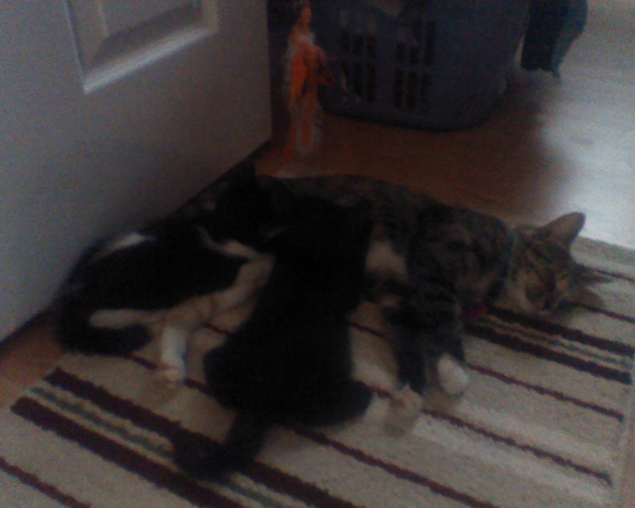 Kittens Feeding 2