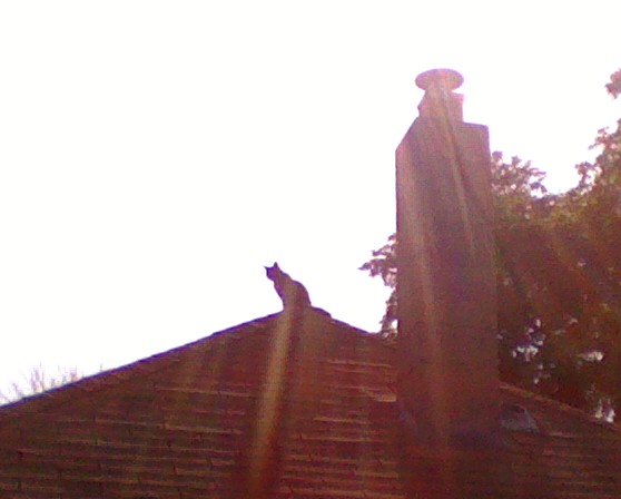 Monzy On The Roof 2