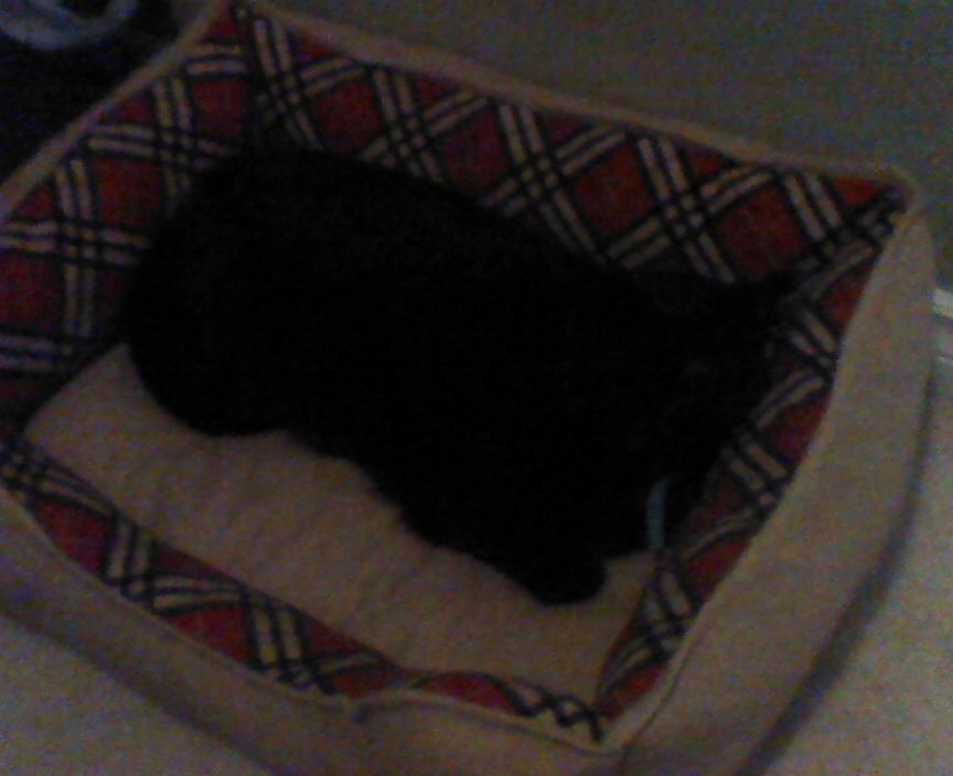 Monzy Sleeping In Her New Basket