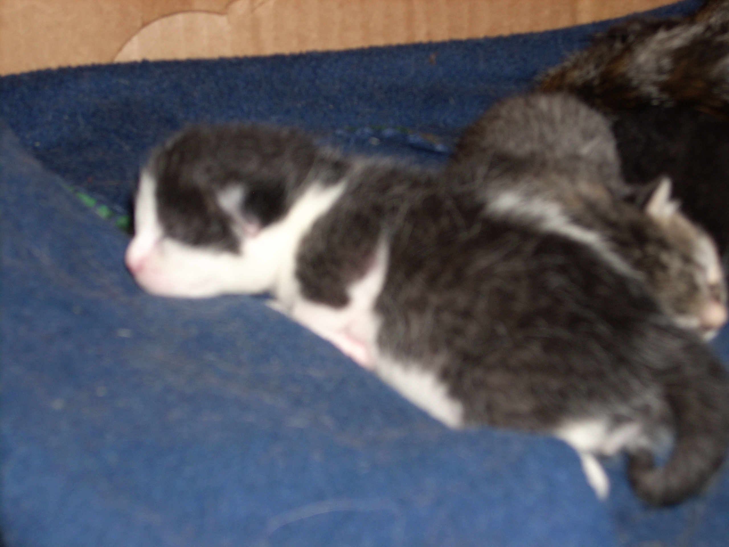New Kittens Sleeping