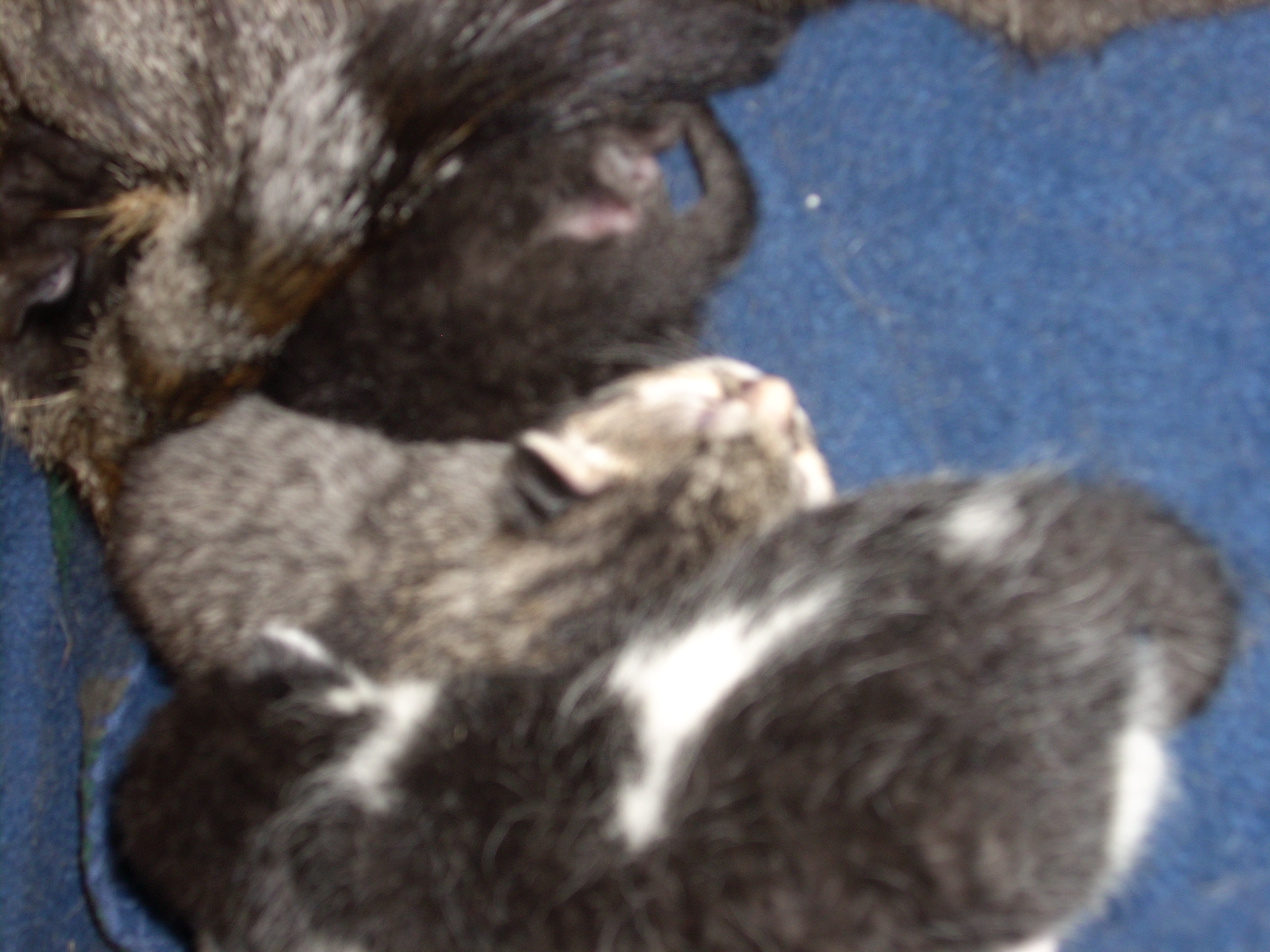 New Kittens Sleeping 2