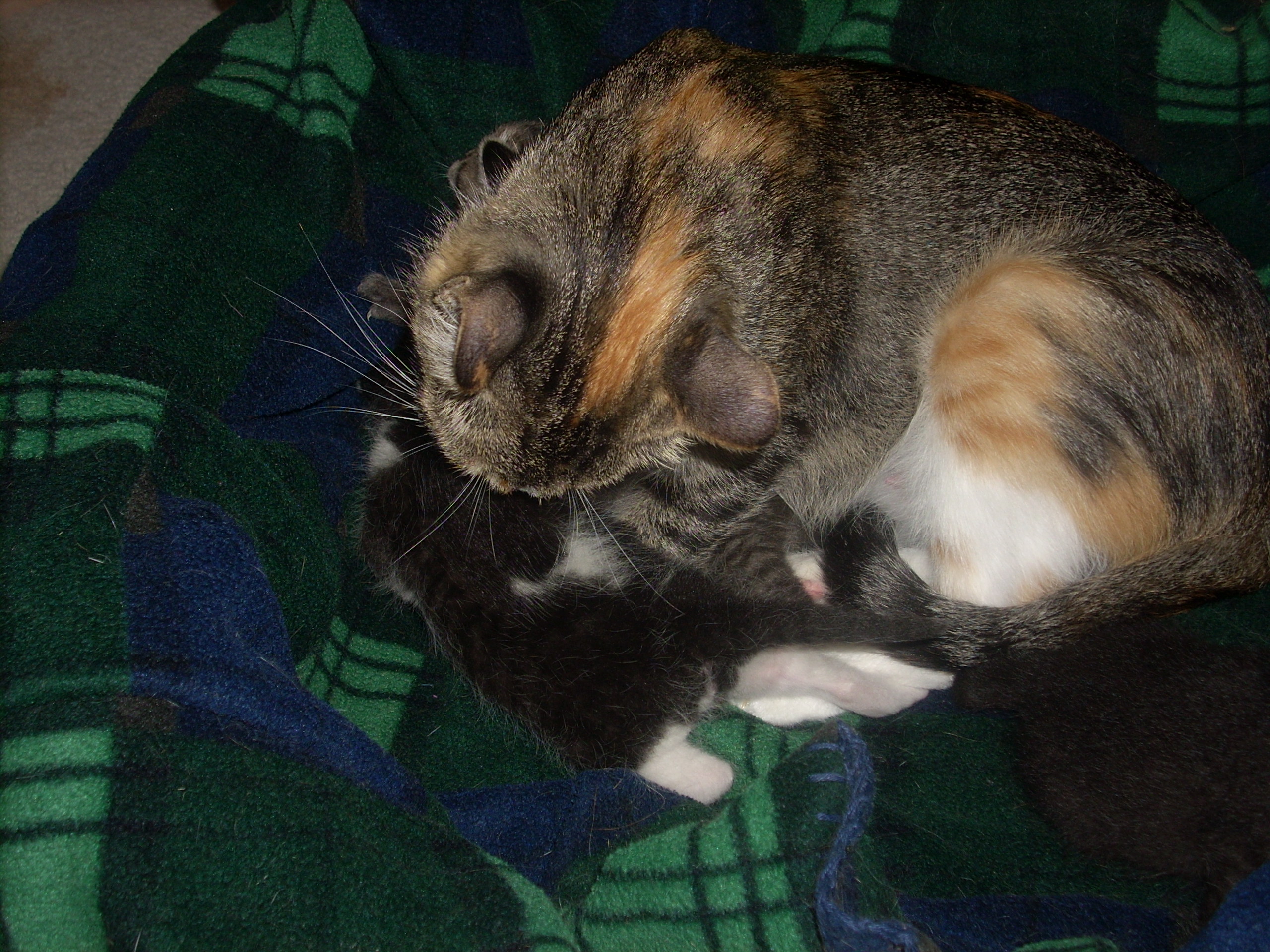Cin Bathing Her Kitties