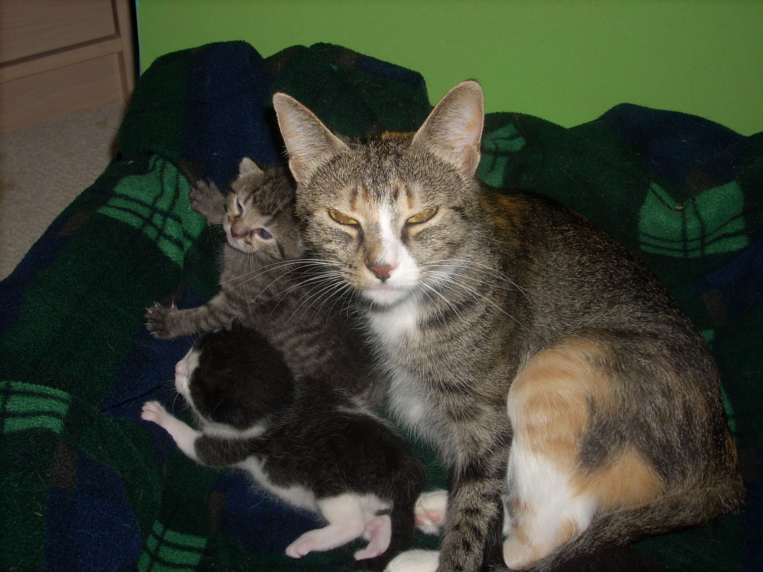 Cin And Her Babies