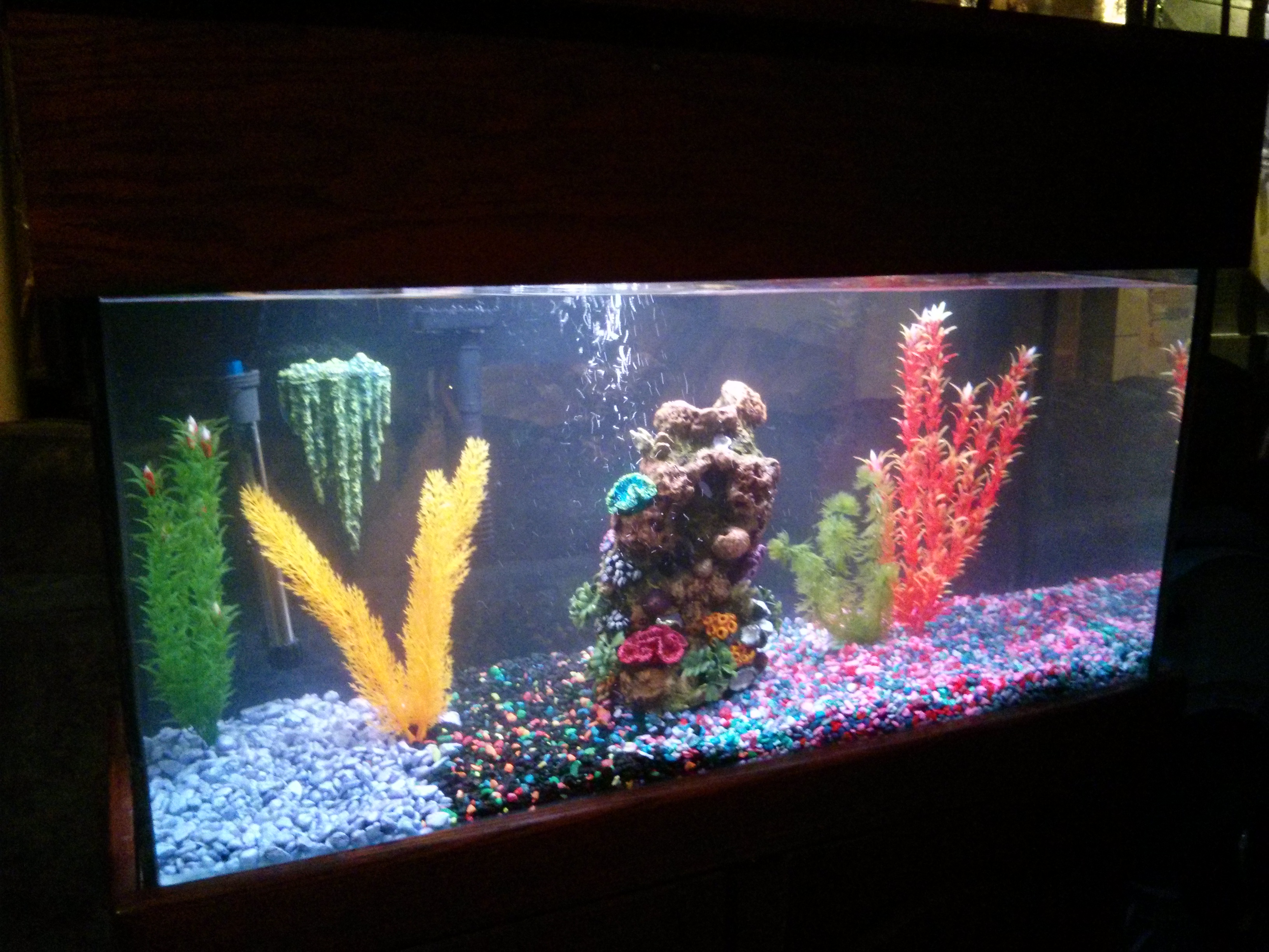 New Fish Tank