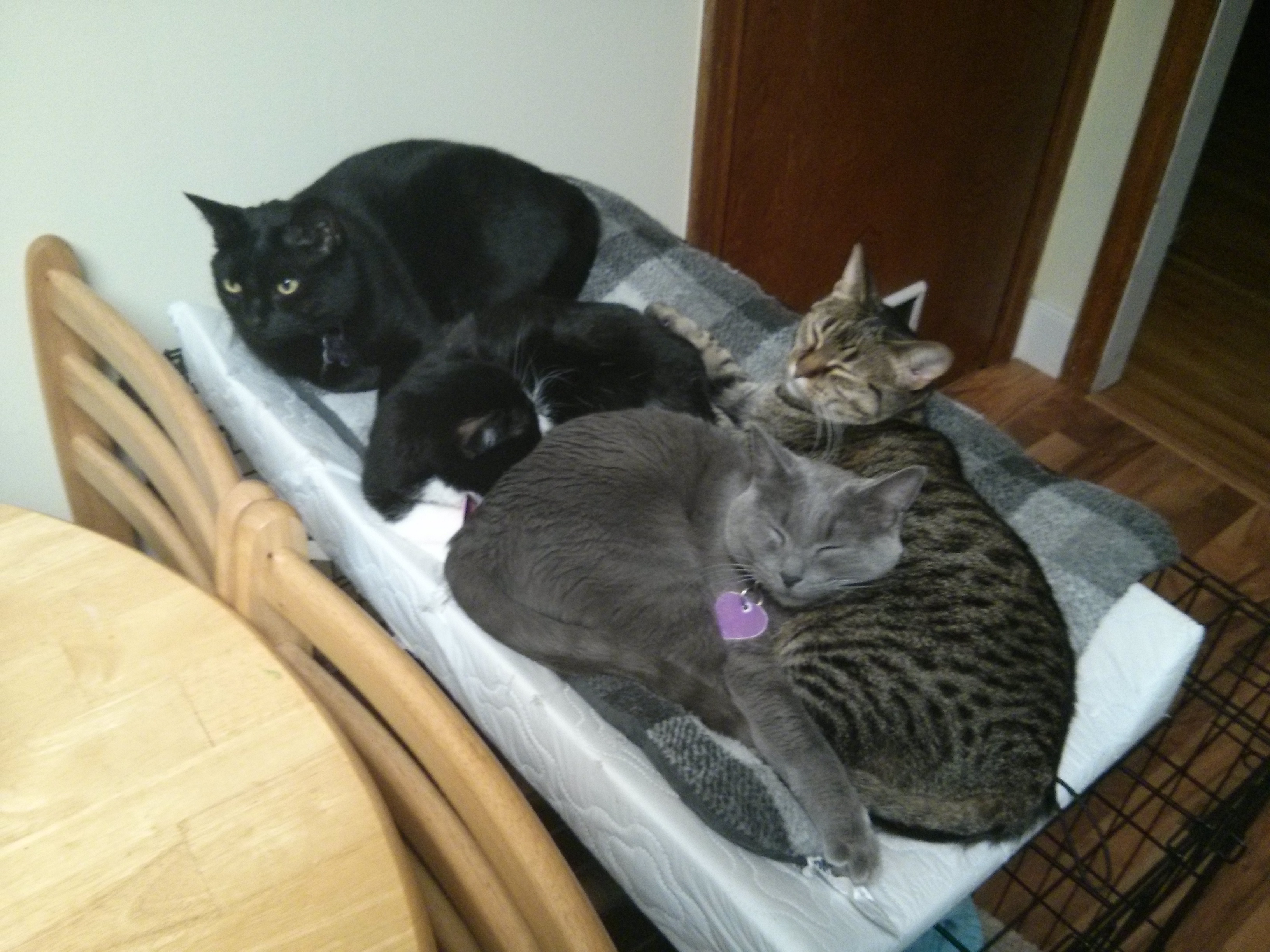 Huddle Of Cats 2