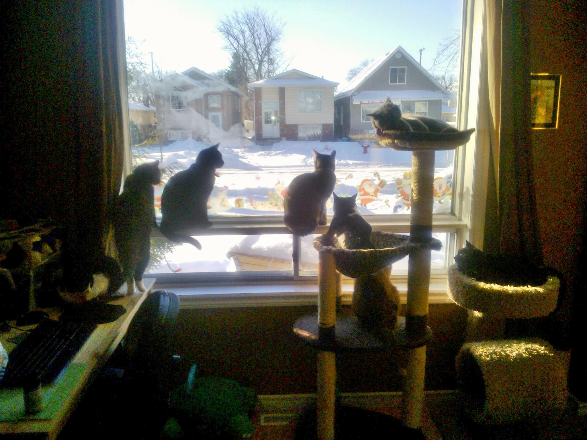 All 8 At The Window