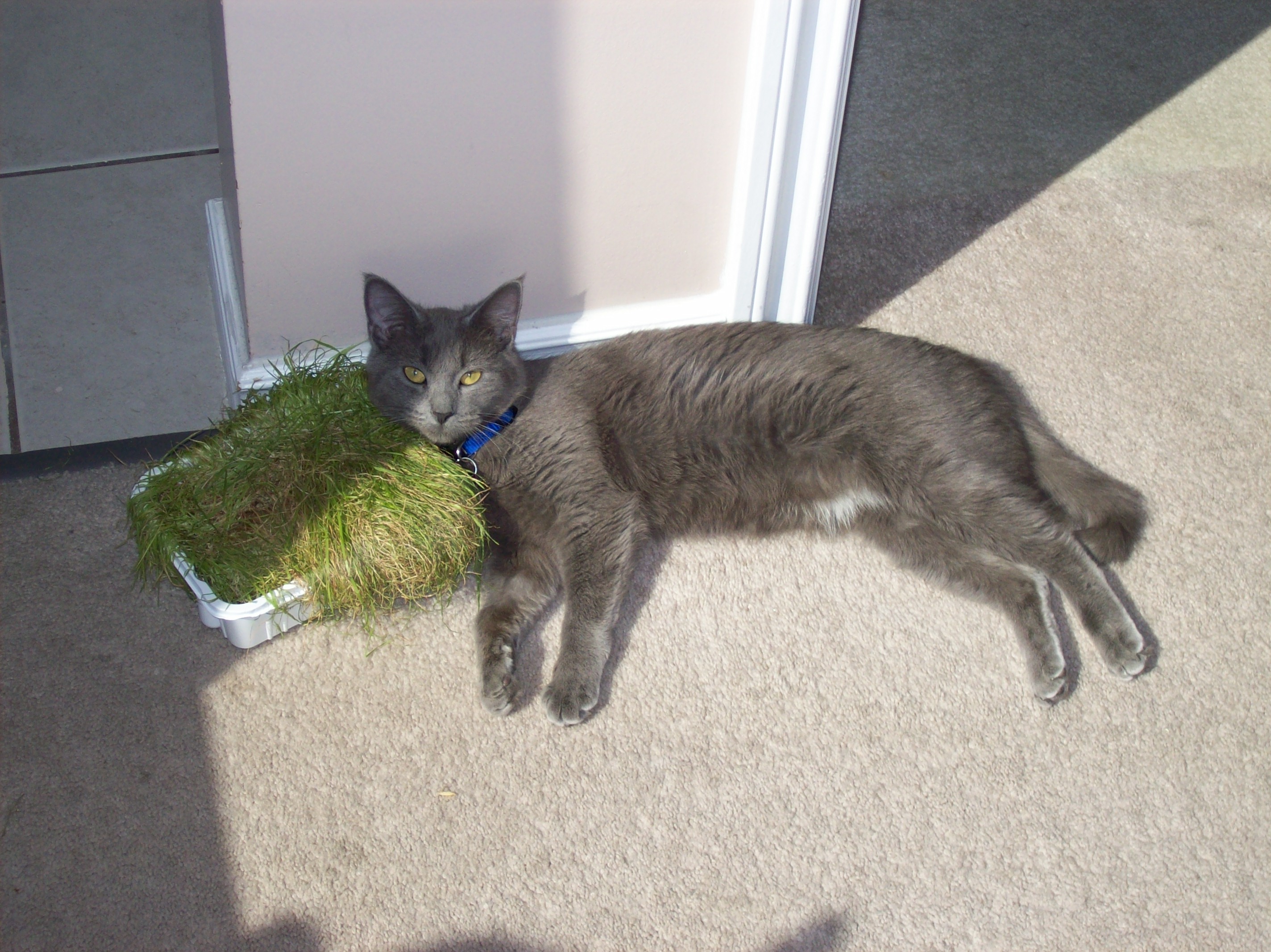 Shadow Lying In The Cat Grass 2